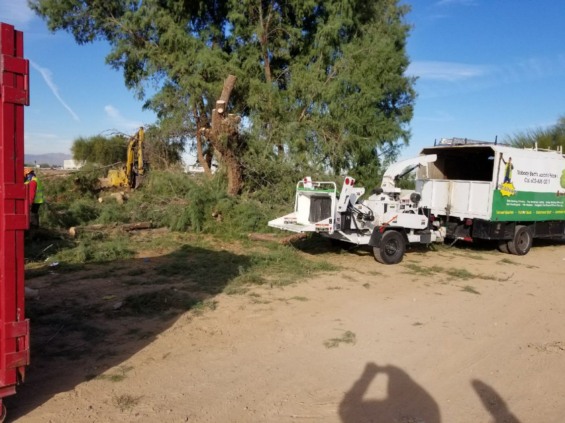 Tree Removal Phoenix