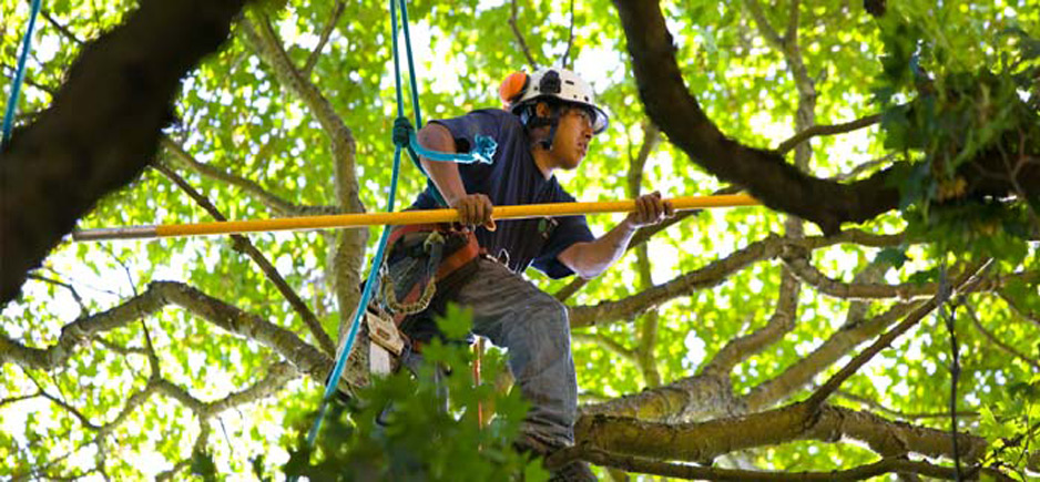 tree trimming techniques