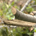 tree removal arizona phoenix
