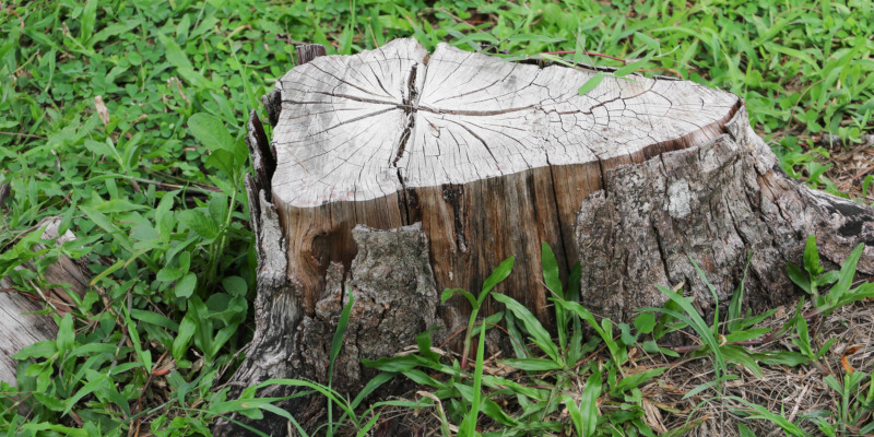 Tree Removal Stumps Phoenix