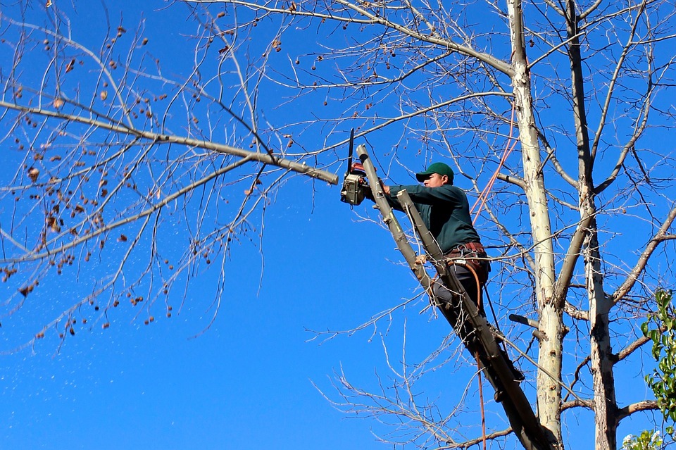tree services tree care