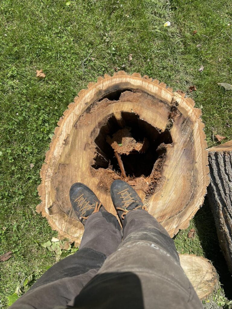 stump tree removal